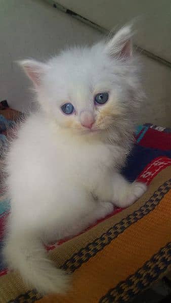 beautiful odd eyes kittens availsble 12