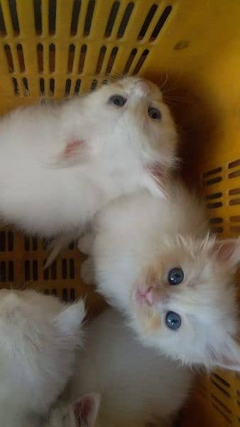 beautiful odd eyes kittens availsble 13