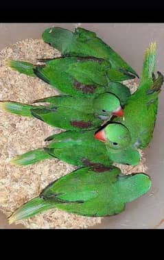 Raw Parrot Chick's 0