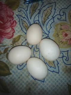 golden misri Desi eggs for sale