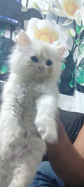 Persian triple coated baby available 0