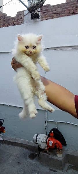 Persian triple coated baby available 1