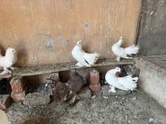 want to sell lucky pigeons