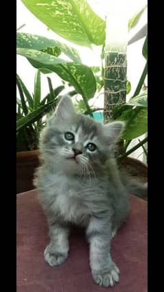 Male persian kitten for sale