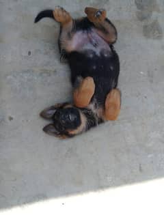 German shepherd dog urgent for sale 0326/6066/219