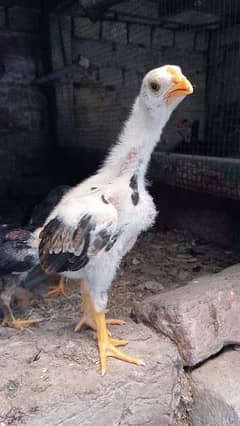 shamo | shamoo | king | murgay | Japanese | chicks | chiks | Hens |