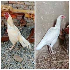 Heera pair for sale 0