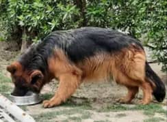 German shepherd female available for sale 0