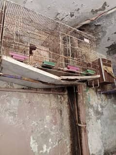Birds cages for sale