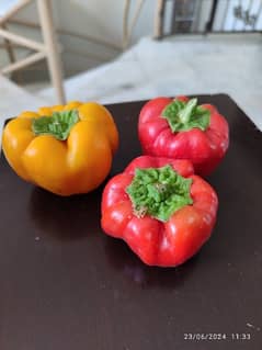 Yellow and Red Bell pepper Shimla mirch