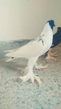 Gubara pigeon