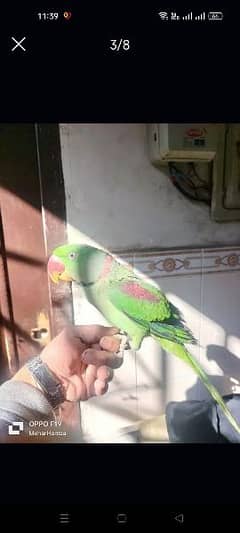 jambo size kashmiri raw parrot