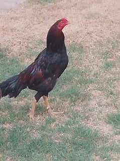 aseel hens for sale