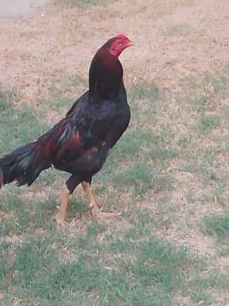 aseel hens for sale 0