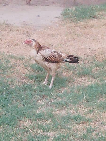 aseel hens for sale 1