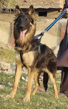 King shefard female age 8 month for sale sequrty train