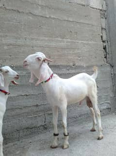 2 male bakray for urgent sale 03248205414