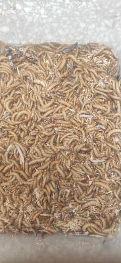 Mealworm100Larwa