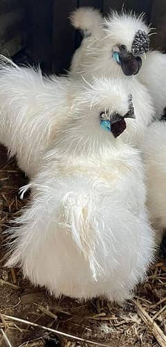 White silkie hens for sale
