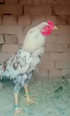 high quality Mianwali aseel Bird