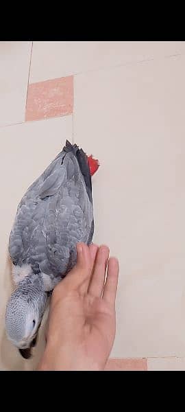 African grey parrot 1