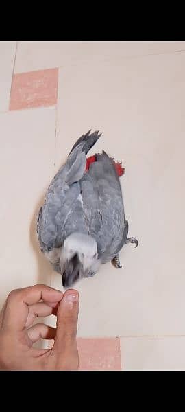African grey parrot 2