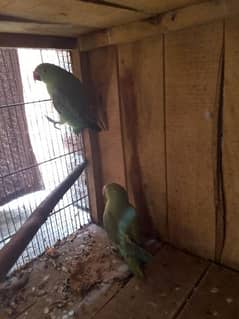 gareen parrots