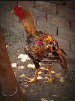 Hen for male 0