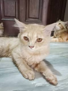 PURE BREED PERSION KITTENS (4MONTHS)