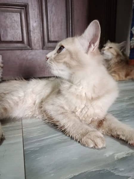 PURE BREED PERSION KITTENS (4MONTHS) 1