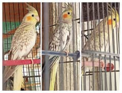 3 Pearl Cockatiel (3500)