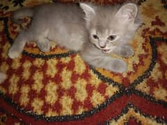 persian kitten for sale