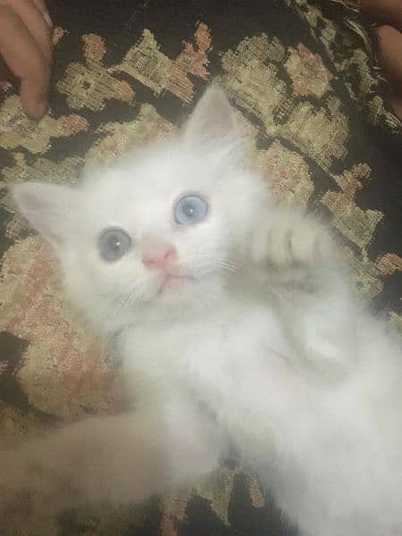 persian kitten for sale 1