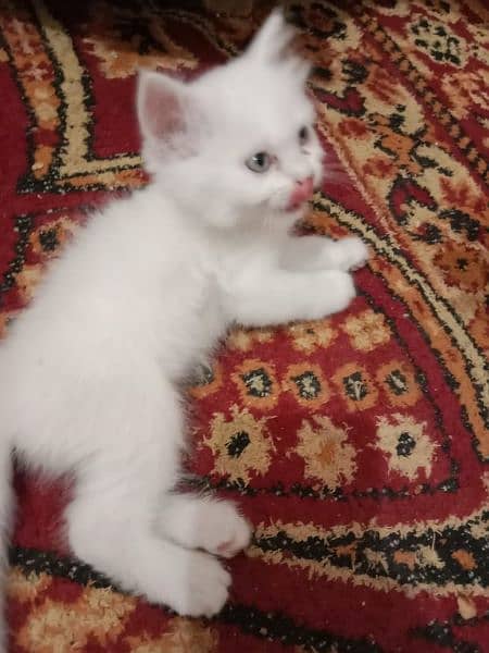 persian kitten for sale 2