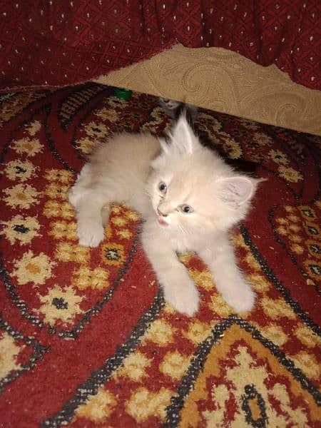 persian kitten for sale 5