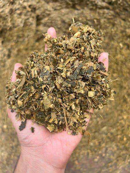 pure corn silage available 1