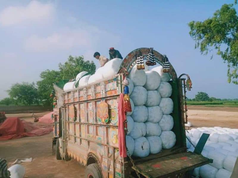 pure corn silage available 2