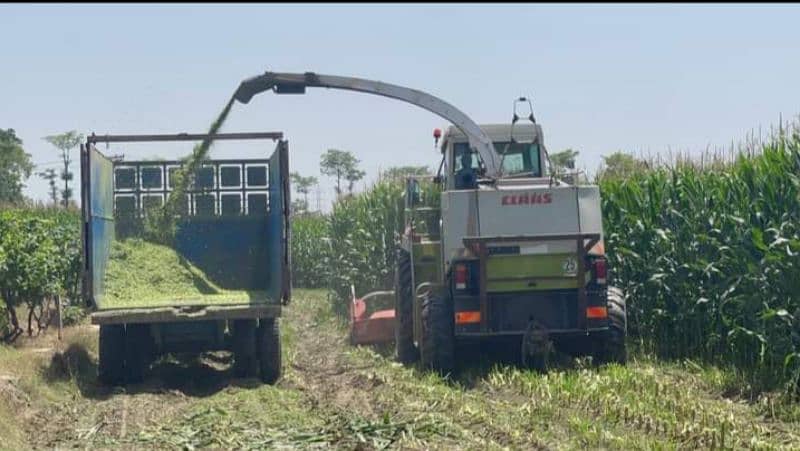 pure corn silage available 5