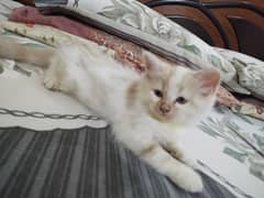 High quality persian kitten for urgent sale.