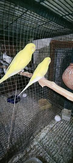 Australian Budgie Red Eye and Split red eyes breeder pair with eggs 0