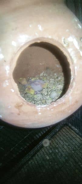 Australian Budgie Red Eye and Split red eyes breeder pair with eggs 1