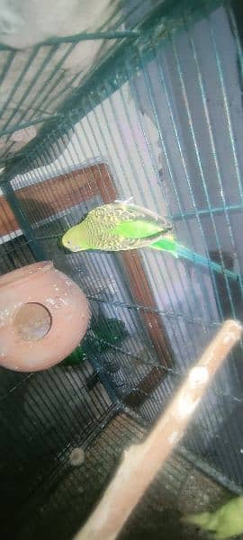 Australian Budgie Red Eye and Split red eyes breeder pair with eggs 2