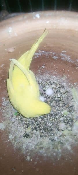 Australian Budgie Red Eye and Split red eyes breeder pair with eggs 3