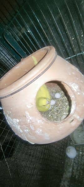 Australian Budgie Red Eye and Split red eyes breeder pair with eggs 4