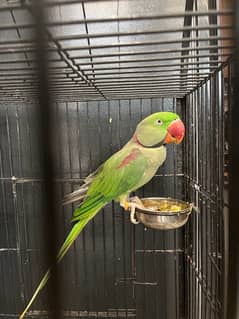 kashmiri Talking Parrot Male