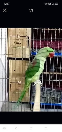raw female parrot