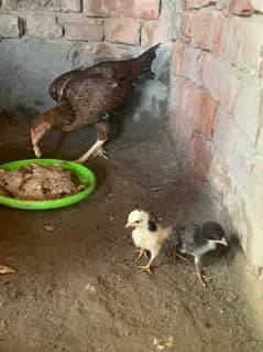 do murgin aseel with 2 chicks pure quality all chicks cargo available