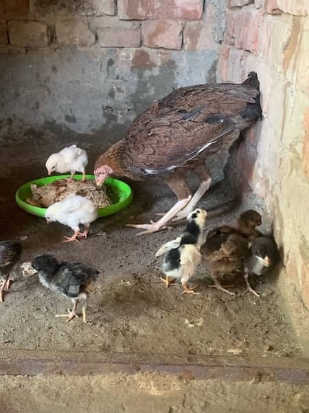 do murgin aseel with 5 chicks pure quality chicks cargo available 2