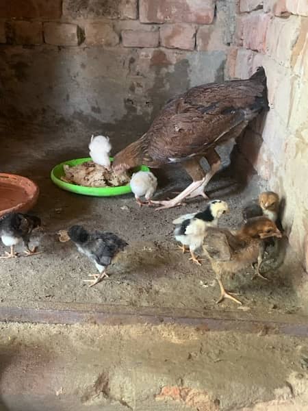 do murgin aseel with 5 chicks pure quality chicks cargo available 3