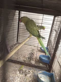 Green ring neck parrot